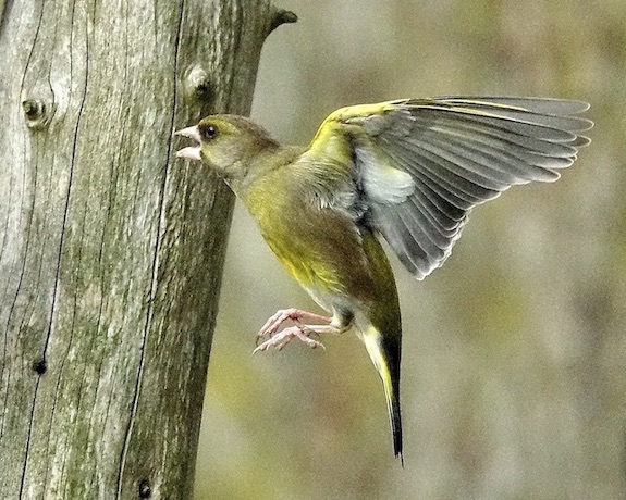greenfinch
